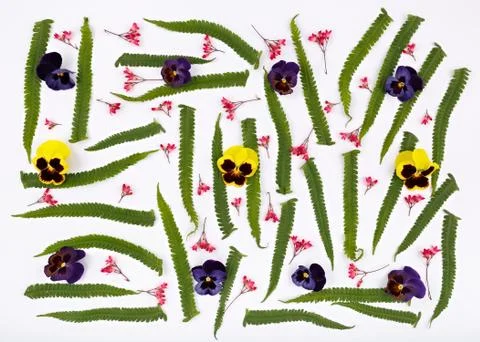 Top view of a flower composition on a white background. A pattern of flowerin Foto stock