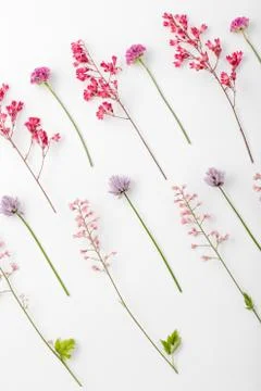 Top view of a flower composition on a white background. A pattern of flowerin Foto stock