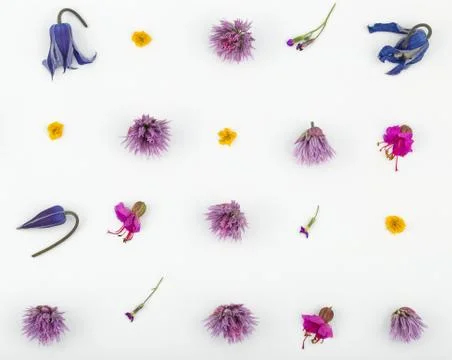 Top view of a flower composition on a white background. A pattern of flowerin Stock Photos