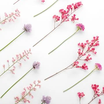 Top view of a flower composition on a white background. A pattern of flowerin Stock Photos