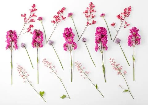 Top view of a flower composition on a white background. A pattern of flowerin Foto stock