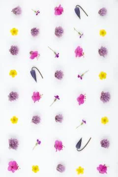 Top view of a flower composition on a white background. A pattern of flowerin Foto stock