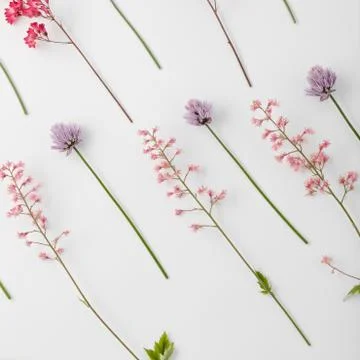 Top view of a flower composition on a white background. A pattern of flowerin Foto stock