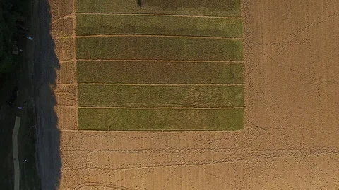 Top view of flower field Stock Footage 108462235