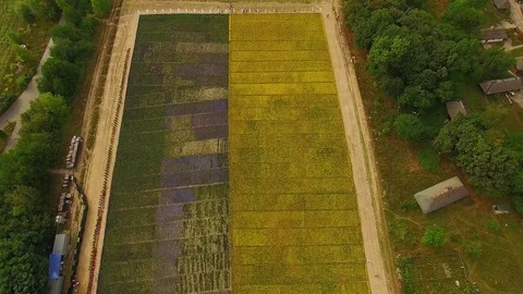 Top view of flower field Stock Footage 113288474