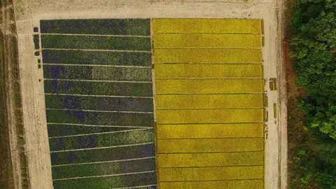 Top view of flower field Stock Footage 118853199