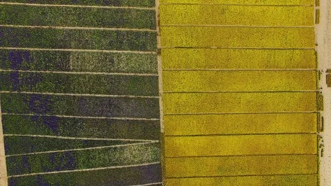 Top view of flower field Video stock 119282021