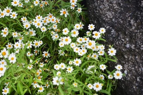 Top view of flower with stone Stock Photos