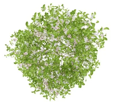 Top view of flowering apple tree isolated on white background. 3d illustratio Illustrazione stock