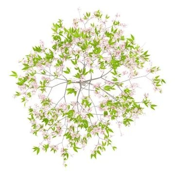 Top view of flowering cherry tree isolated on white background. 3d illustrati Illustrazione stock