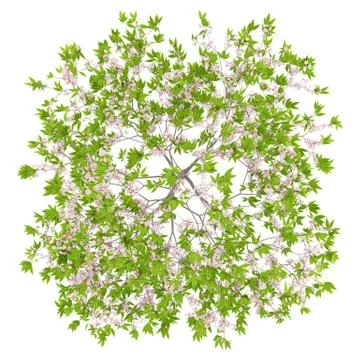 Top view of flowering cherry tree isolated on white background. 3d illustrati Stock Illustration