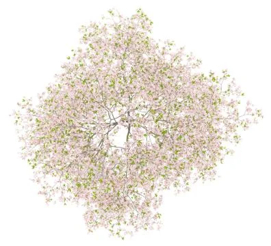 Top view of flowering cherry tree isolated on white background. 3d illustrati Stock Illustration