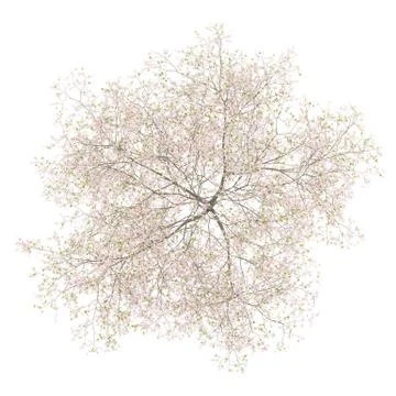 Top view of flowering cherry tree isolated on white background. 3d illustrati Illustrazione stock