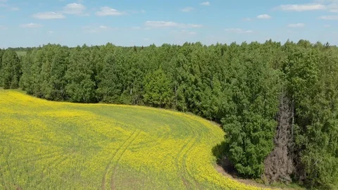 Top view of the flowering fields and forest. Shooting from a quadcopter Stock-Footage 111909571