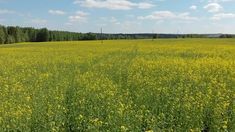 Top view of the flowering fields and forest. Shooting from a quadcopter Stock-Footage 111909631