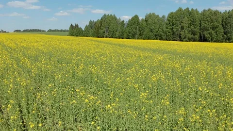 Top view of the flowering fields and forest. Shooting from a quadcopter Stock-Footage 111909674