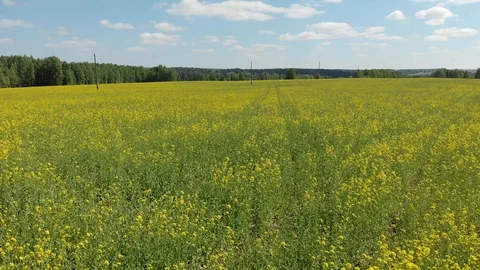 Top view of the flowering fields and forest. Shooting from a quadcopter Stock-Footage 111909758