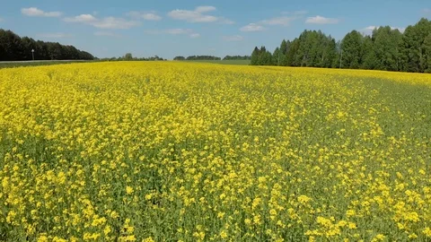Top view of the flowering fields and forest. Shooting from a quadcopter Stock-Footage 111909935