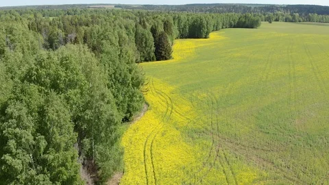 Top view of the flowering fields and forest. Shooting from a quadcopter Stock-Footage 111909964