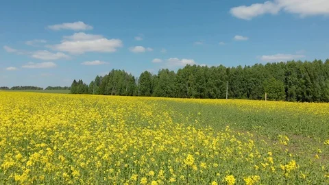 Top view of the flowering fields and forest. Shooting from a quadcopter Stock-Footage 111910834