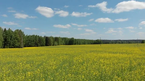 Top view of the flowering fields and forest. Shooting from a quadcopter Stock Footage 111910836