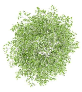 Top view of flowering lemon tree isolated on white background. 3d illustratio Stock Illustration