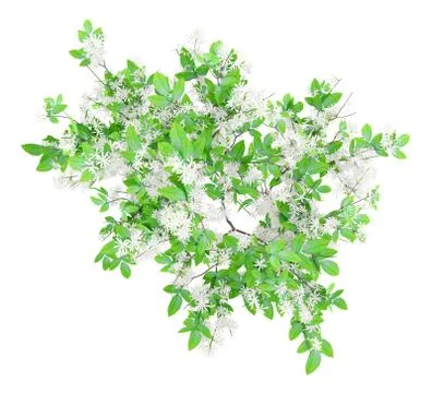 Top view of flowering orange tree isolated on white background. 3d illustrati Illustrazione stock