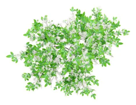 Top view of flowering orange tree isolated on white background. 3d illustrati Stock Illustration