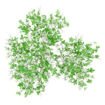 Top view of flowering orange tree isolated on white background. 3d illustrati Stock Illustration