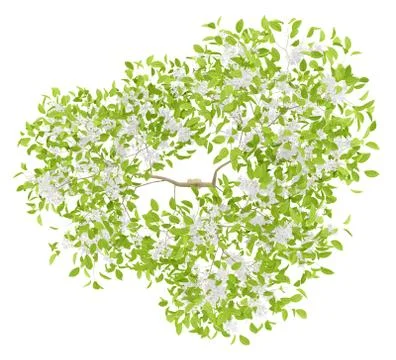 Top view of flowering pear tree isolated on white background. 3d illustration Stock Illustration