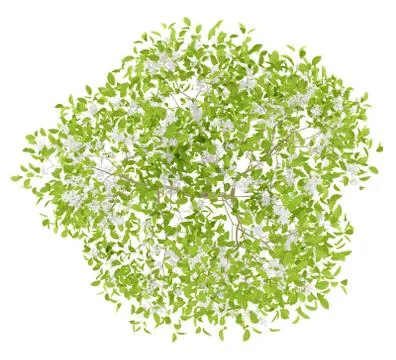 Top view of flowering pear tree isolated on white background. 3d illustration Stock Illustration
