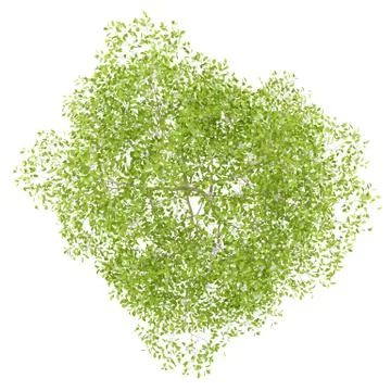 Top view of flowering pear tree isolated on white background. 3d illustration Stock Illustration