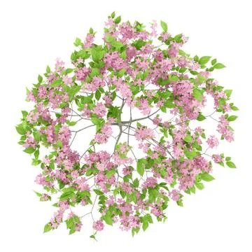 Top view of flowering plum tree isolated on white background. 3d illustration Stock Illustration