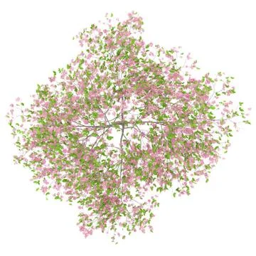 Top view of flowering plum tree isolated on white background. 3d illustration Illustrazione stock