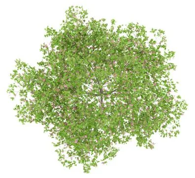 Top view of flowering plum tree isolated on white background. 3d illustration Illustrazione stock