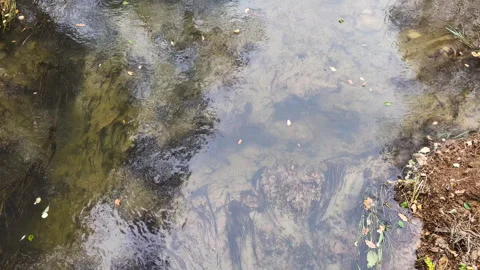 Top view of a flowing small wild river, which reflects the gloomy autumn sky Stock-Footage 254228509