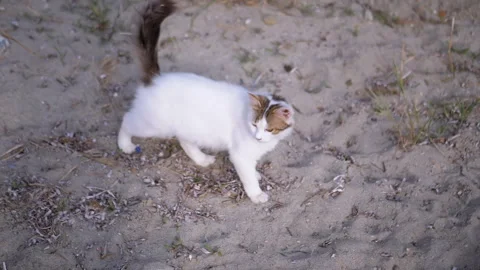 Top view, A Fluffy Curious Cat is Joyfully Exploring the Beautiful Sandy Terrain Stock Footage 312521236