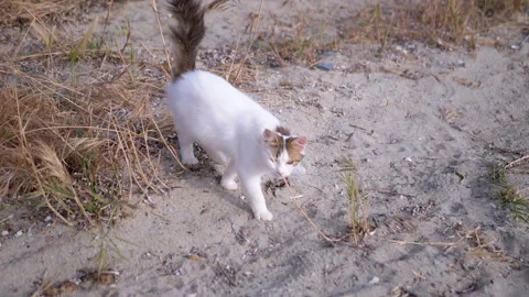 Top view, A Fluffy Curious Cat is Joyfully Exploring the Beautiful Sandy Terrain Stock Footage 312522450