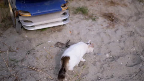 Top view, A Fluffy Curious Cat is Joyfully Exploring the Beautiful Sandy Terrain Video stock 312524589