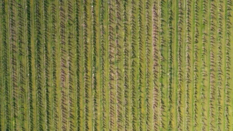 Top view - fly over the apple orchard in the spring Stock Footage 127624601