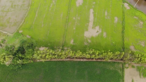 Top view fly over rice field 스톡 동영상 94174112