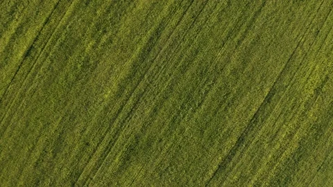 Top view: flying up over a field of yellow rapeseed. Stockbeeldmateriaal 141762009