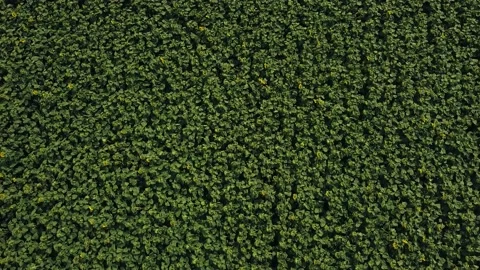 Top view of flying over young sunflowers in summer afternoon Stock Footage 136750167