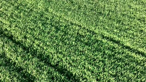 Top view flying slowly over a field of garlic, as a large green mass Stock Footage 273239809