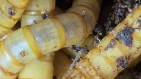 Top view fodder worms for exotic animals.Meal worms Video stock 310519262