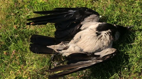 Top view Stock Footage 51556679