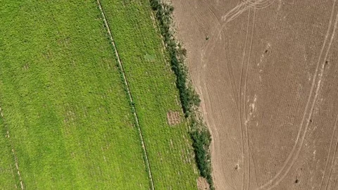 Top view footage over two crop fields, one dry and the other cultivated Stock Footage 259657762