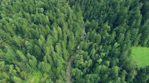 Top View at the forest in the Alps Video stock 220962933