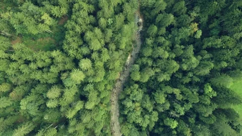 Top View at the forest in the Alps Video stock 220963003