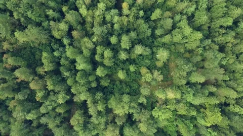 Top View at the forest in the Alps Video stock 220963449